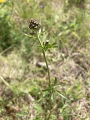 Delphinium nuttallii