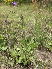 Delphinium nuttallii