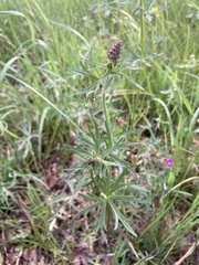 Delphinium nuttallii
