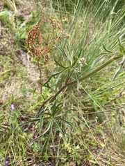 Delphinium nuttallii