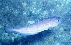 Pseudophycis breviuscula