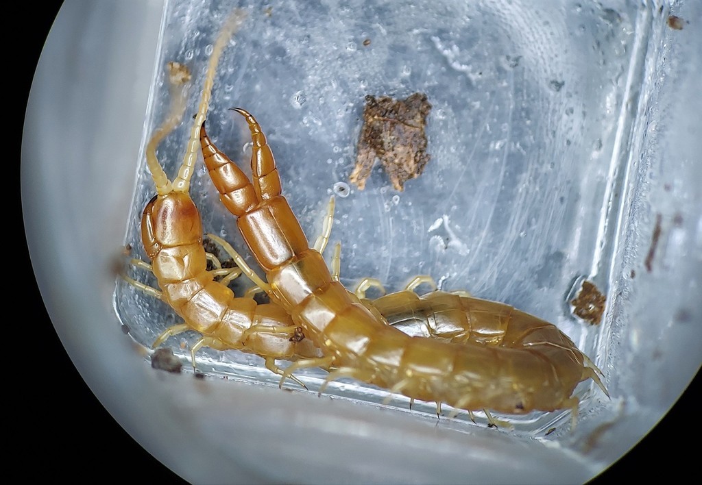 Big-leg Centipede