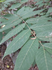 Juglans mollis