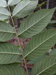 Juglans mollis
