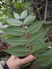 Juglans mollis