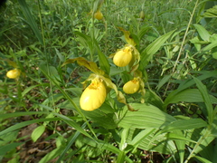 Cypripedium parviflorum