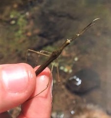 Ranatra quadridentata