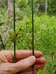 Juncus effusus pacificus