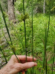 Juncus effusus pacificus