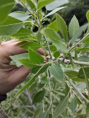 Populus mexicana