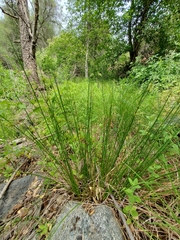 Juncus effusus pacificus