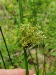 Juncus effusus pacificus