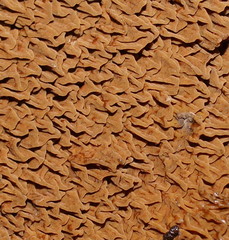 Serpula himantioides image