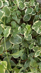 Dichondra argentea