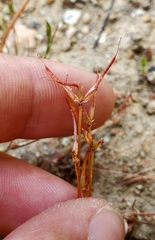 Juncus digitatus