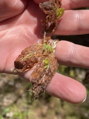 Orchestes fagi
