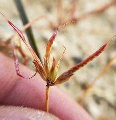 Juncus digitatus