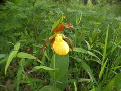 Cypripedium parviflorum