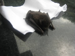 Vespertilionidae