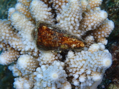 Acropora gemmifera