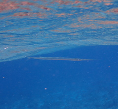 Platybelone argalus