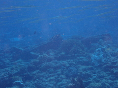 Platybelone argalus