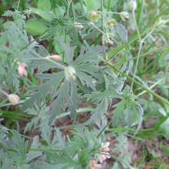 Geranium asiaticum
