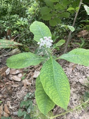 Asclepias variegata image