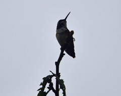 Chaetocercus mulsant