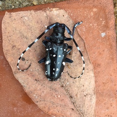 Anoplophora chinensis