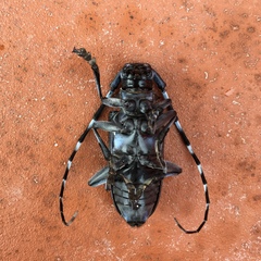 Anoplophora chinensis