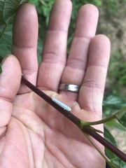 Macremphytus testaceus