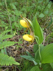 Cypripedium parviflorum