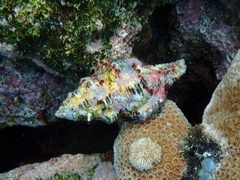 Fasciolariidae