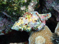 Fasciolariidae