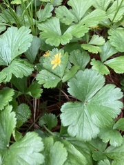 Waldsteinia
