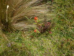 Castilleja fissifolia