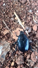 Cotinis antonii