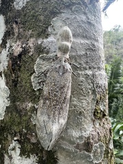 Fulgora laternaria
