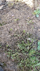 Trifolium variegatum variegatum