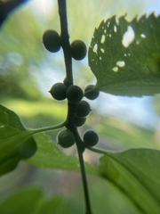 Celticecis oviformis