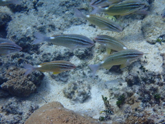 Parupeneus ciliatus