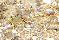 Arigomphus submedianus