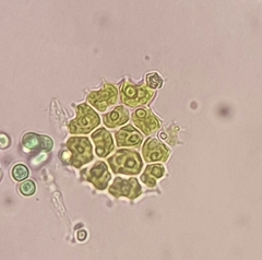 Pseudopediastrum