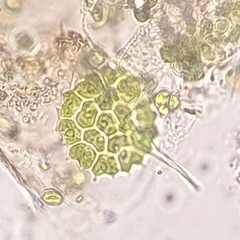 Pseudopediastrum