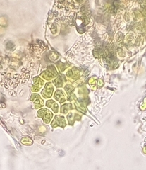 Pseudopediastrum