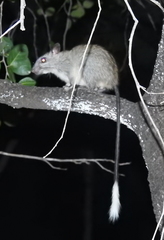 Mesembriomys gouldii