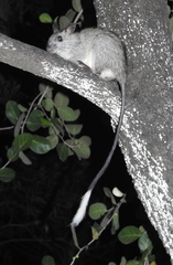 Mesembriomys gouldii