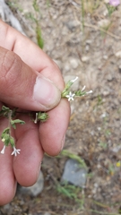 Allophyllum integrifolium