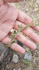 Allophyllum integrifolium